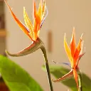 E-Com Web Images (DANNIELLA) (44).webp