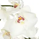 2.webp