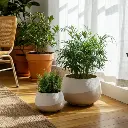 9.webp