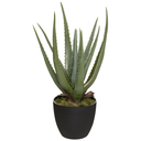 Aloe in Black Pot 17in