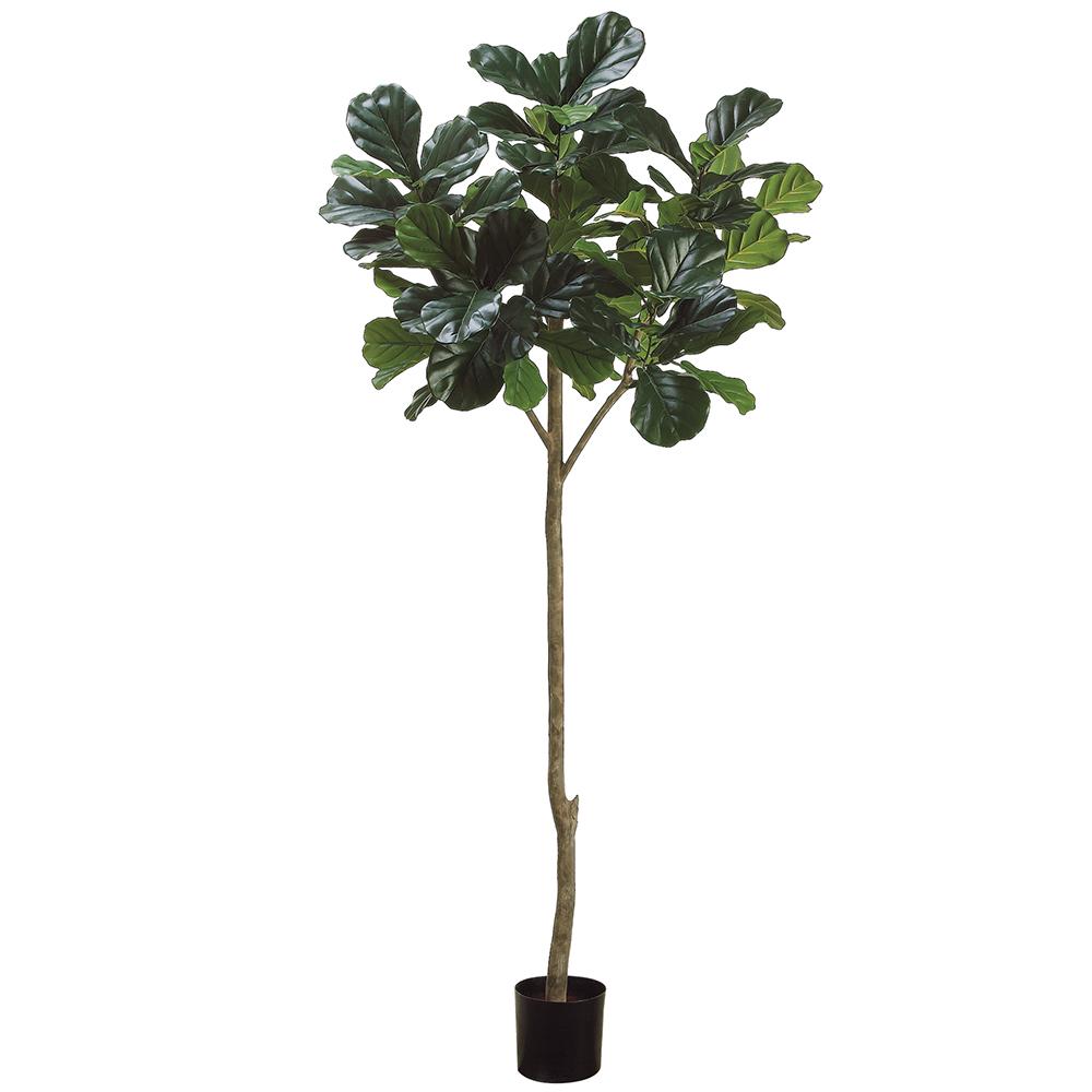 Fiddle Leaf Plant 7ft