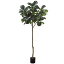 Fiddle Leaf Plant 7ft