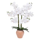 White Orchid in Terracotta Pot 25in
