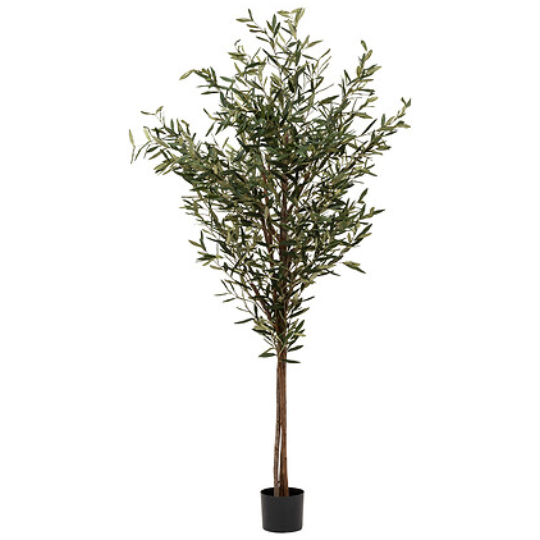 Martin Olive Tree in Black Pot 82.6in