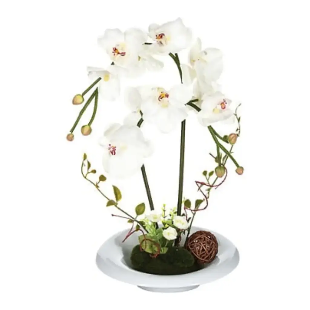 White Orchid in Ceramic Dish 18in
