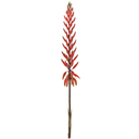 Agave Flower Spray 28in