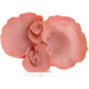 Coral Sculpture Pink 13in