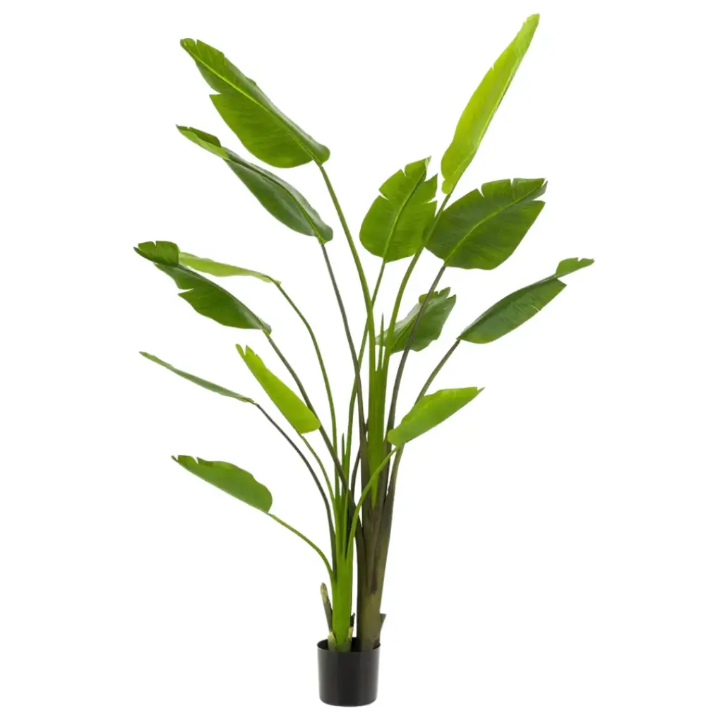 Strelitzia Nicolai 6ft