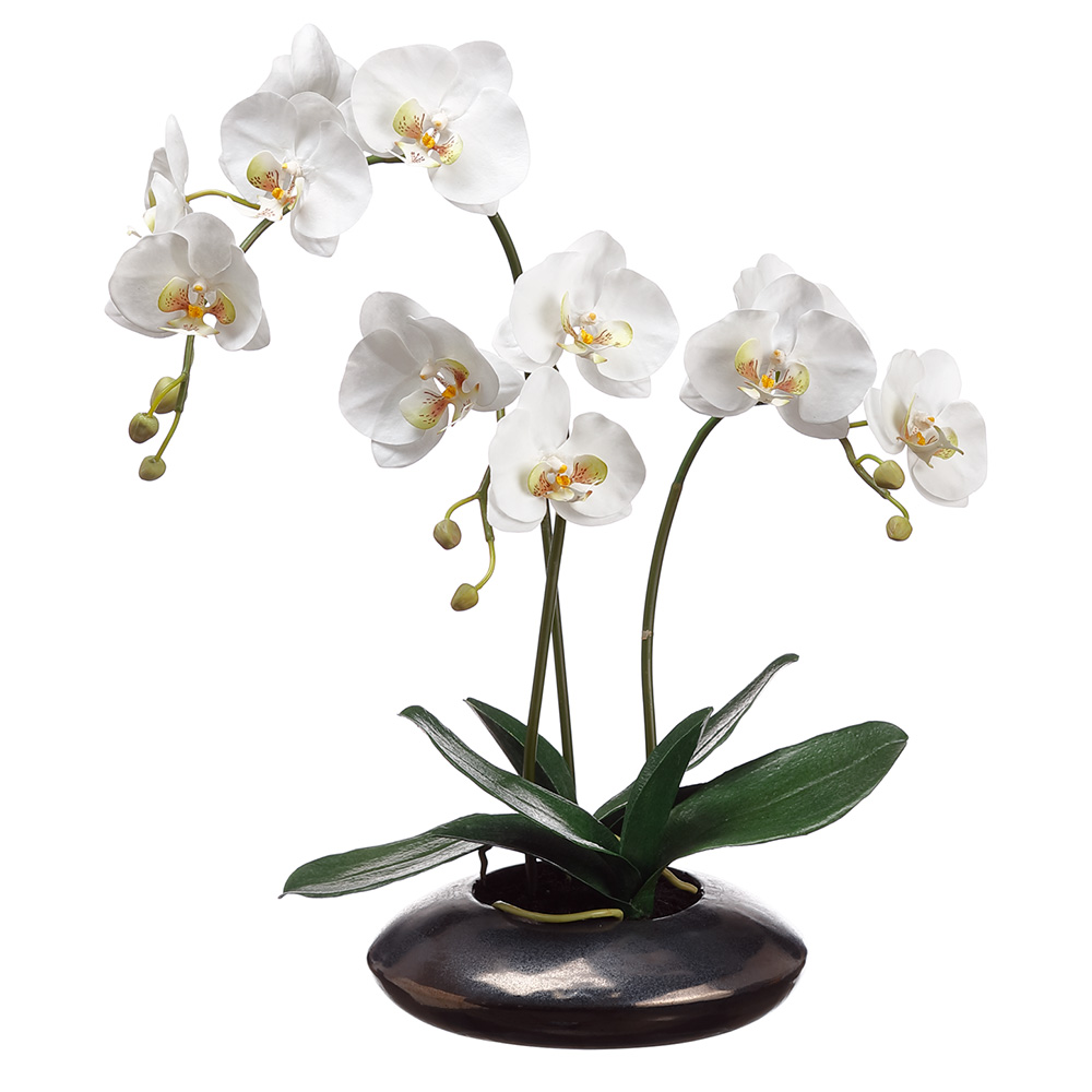 Phalaenopsis Plant in Metallic Pot 22in