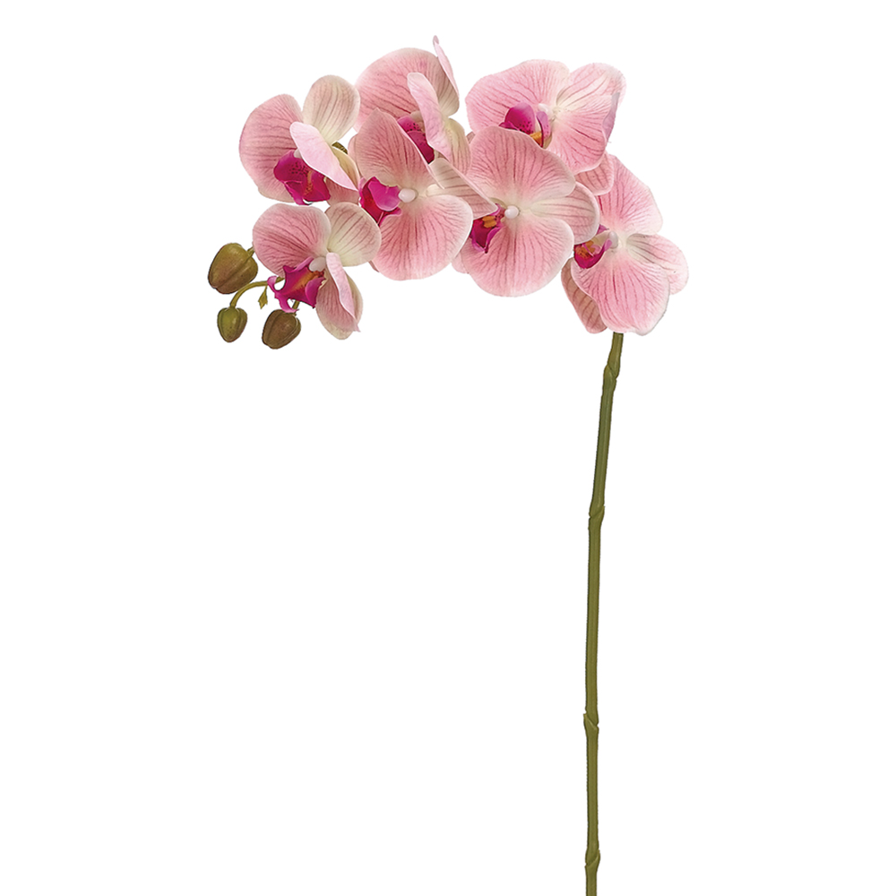Phalaenopsis Spray Pink 37in