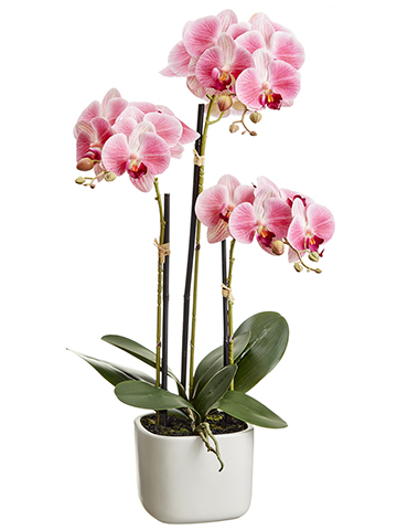 Potted Phalaenopsis Plant Pink 25in
