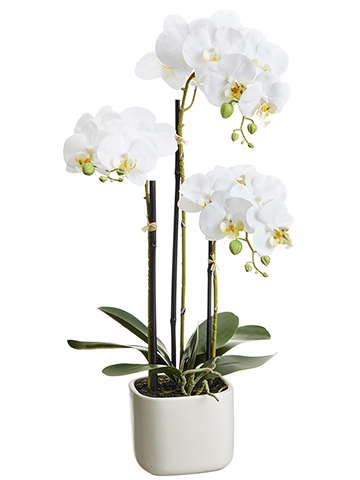 Potted Phalaenopsis Plant White 25in