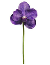 Vanda Orchid Pick Purple 10"