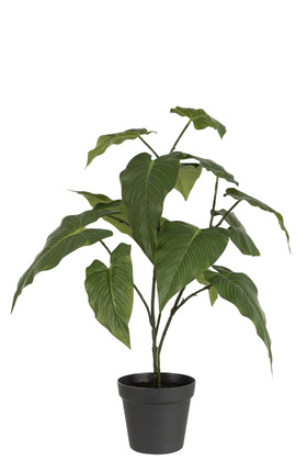 Anthurium in Plant Pot 22in