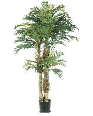 Phoenix Palm Tree 6ft