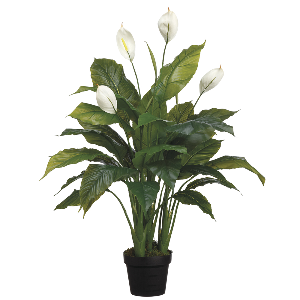 Peace Lily in Pot 42in