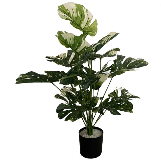 Variegated Monstera Plant in Pot 28in