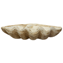 Clamshell Decor 16in
