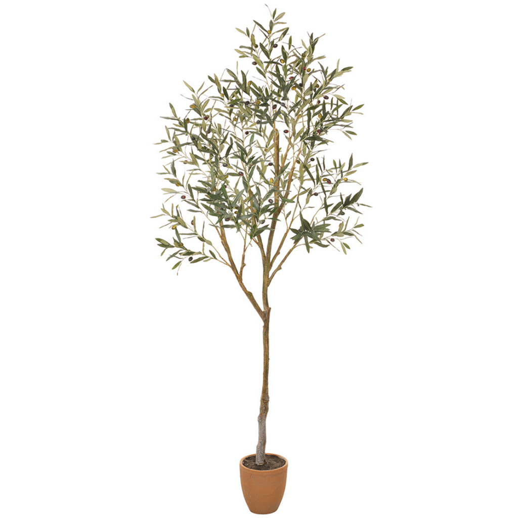 Olive Tree in Cement Pot 84in