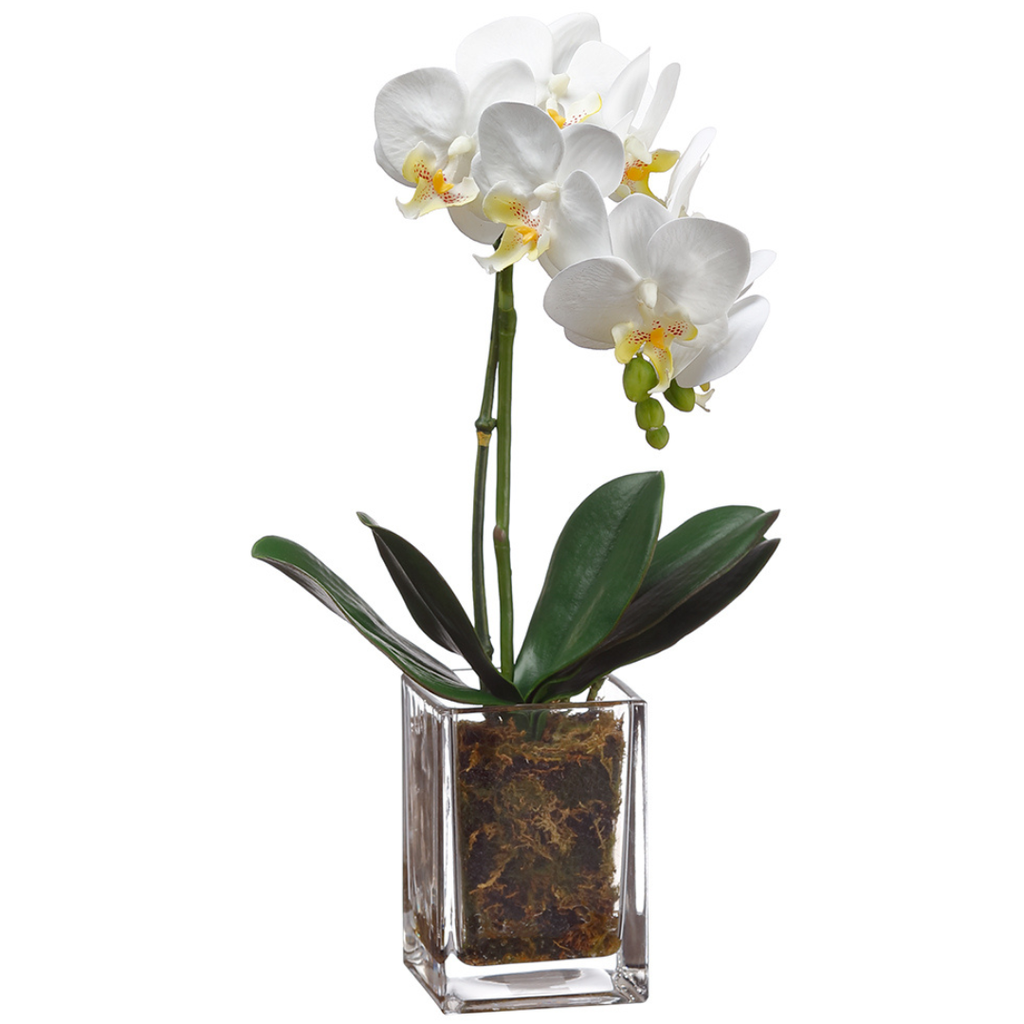 Mini Phalaenopsis in Glass Vase White 17in