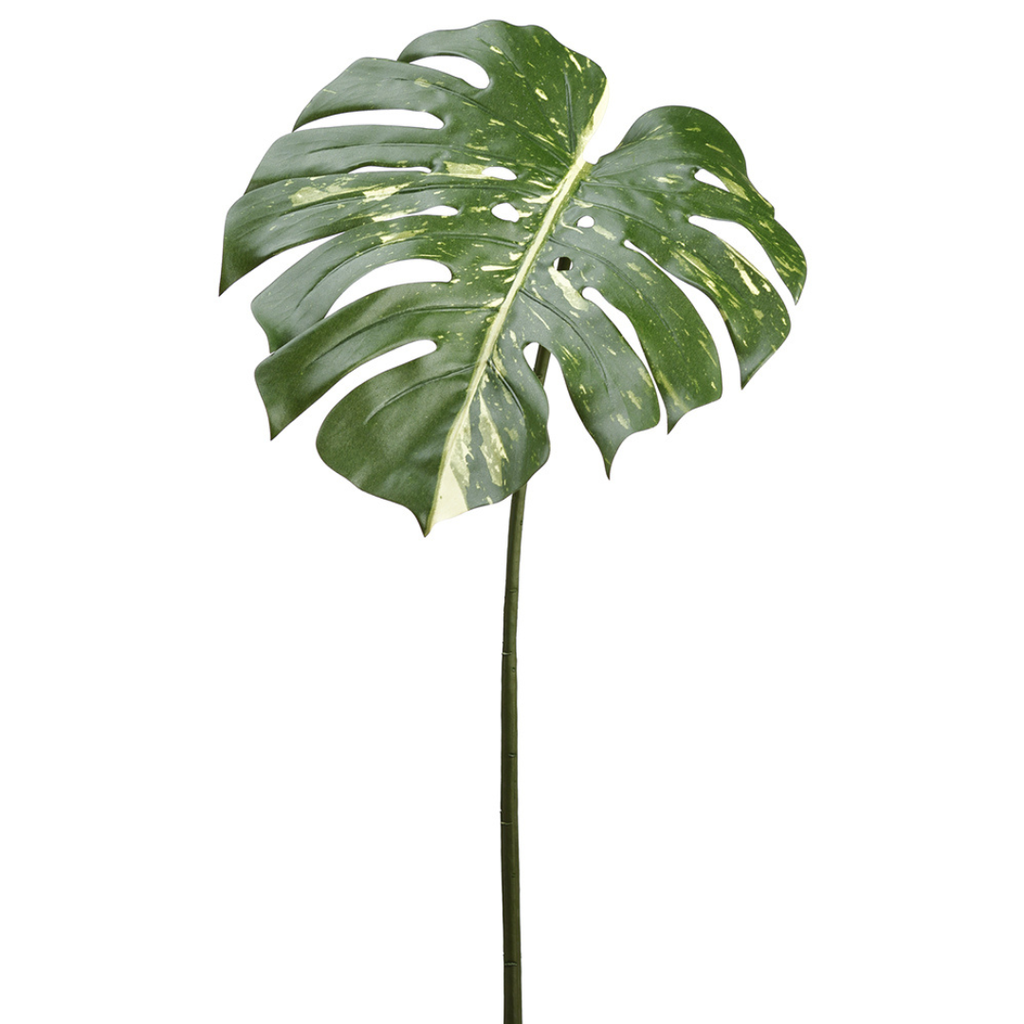 Philodendron Spray Green 23in