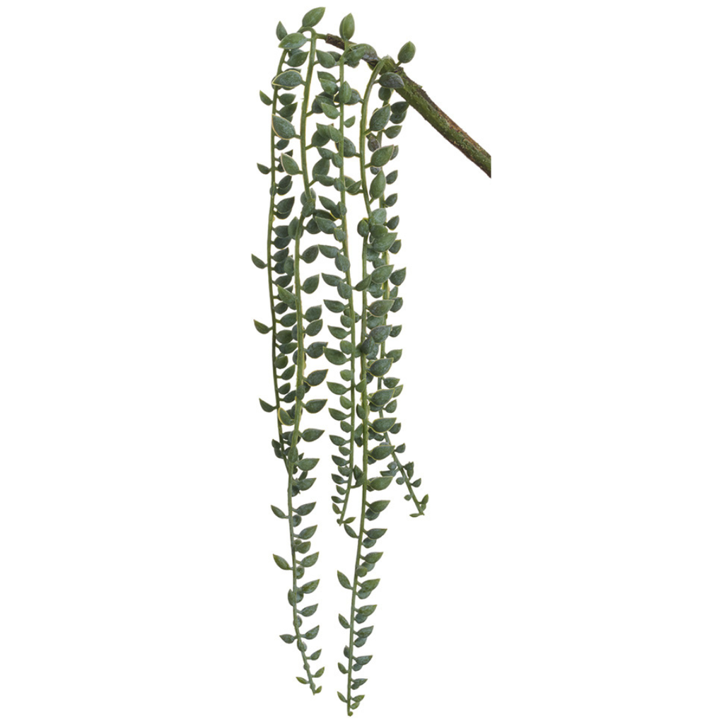 Senecio Vine 16in