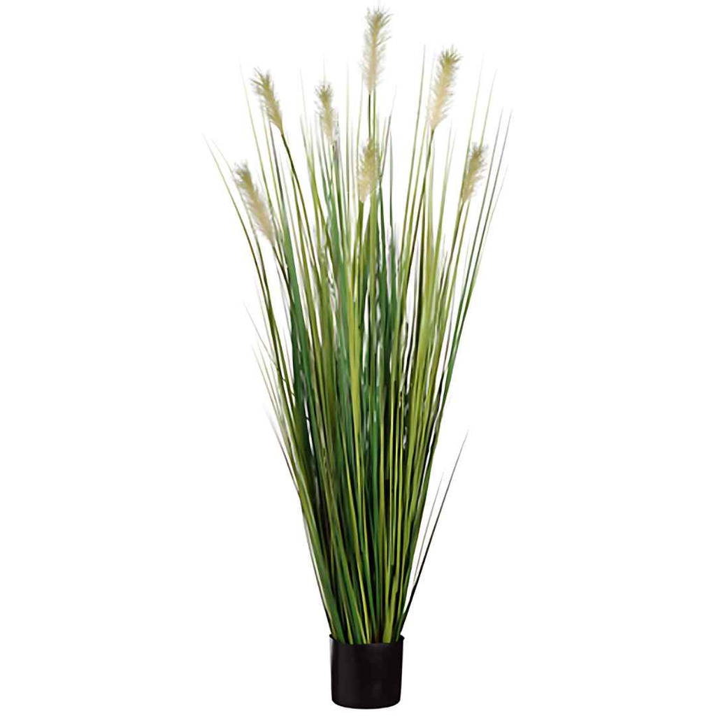 Pampas Grass in Pot 60in