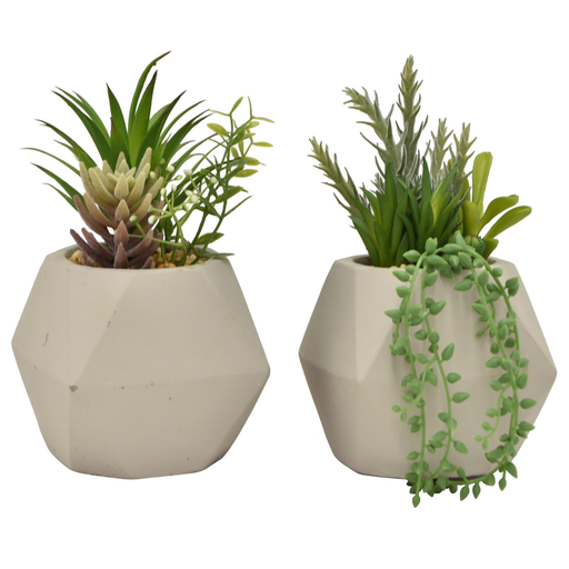 [171305-BB] Succulent in Pot Assorted