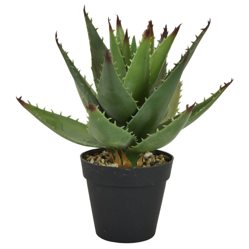[171317-BB] Cactus in Plastic Pot