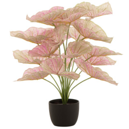 [171717-BB] Caladium in Plastic Pot Pink/Green