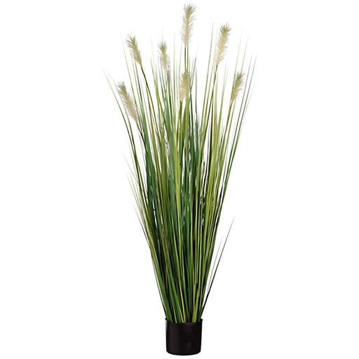 [172718-BB] Pampas Grass in Pot 60in