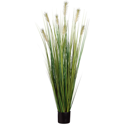 [172718-BB] Pampass Grass in Pot 60in