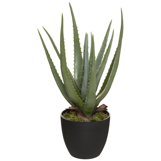 [173795-BB] Aloe in Black Pot 17in