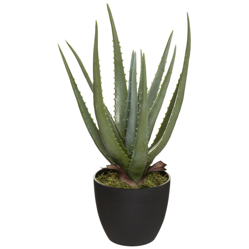 [173795-BB] Aloe in Black Pot 44cm