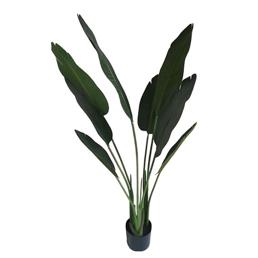 [173919-BB] Traveler Banana Tree  6ft