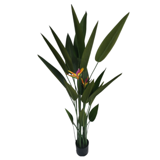[173921-BB] Bird of Paradise Potted Plant 6ft