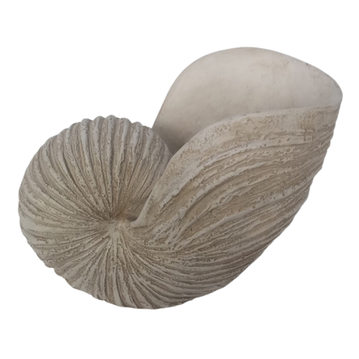 [174215-BB] Shell Sculpture Ivory 18in