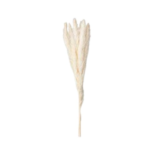 [175270-BB] Pampas Spray Offwhite 29in