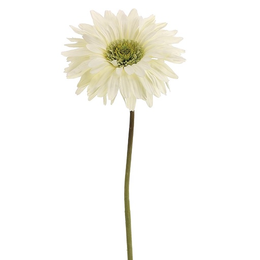 [175568-BB] Gerbera Daisy Spray Cream 29in