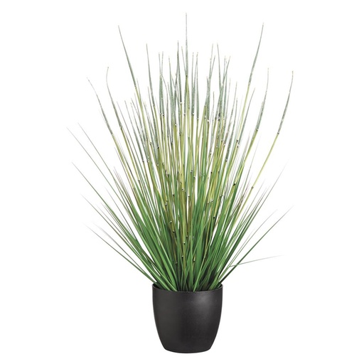 [175811-BB]  Horse Tail Bush in Pot 34in