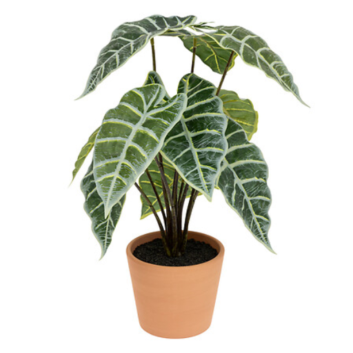 [177419-BB] Alocasia in Terracotta Pot 17in