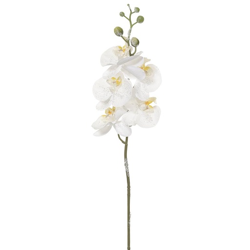 [177530-BB] Iced Phalaenopsis Orchid Spray White 24in