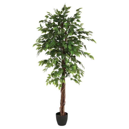[178202-BB] Fig Tree in Pot 70in
