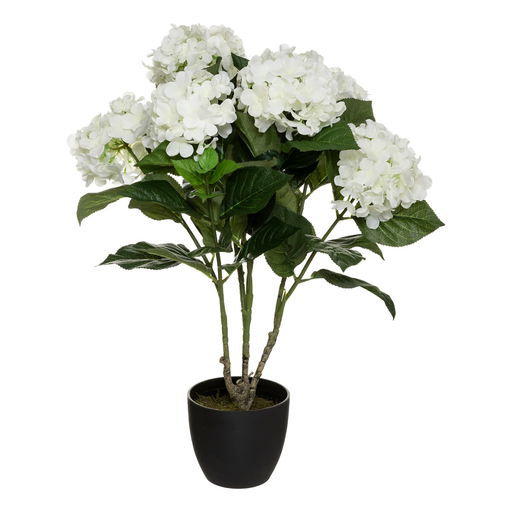 [178203-BB] Hydrangea in Pot 23in