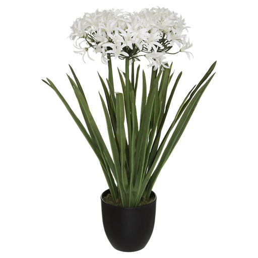 [178204-BB] Agapanthus in Pot 25in