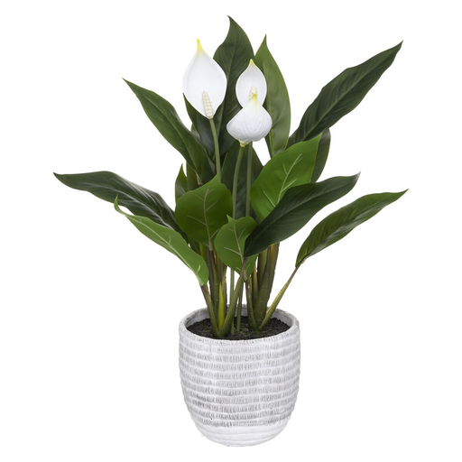 [178206-BB] Peace Lily in Concrete Pot 21in