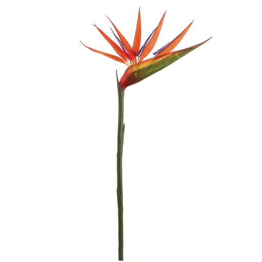 [178806-BB] Bird of Paradise Spray 36in