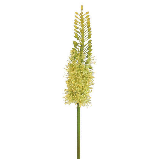 [178824-BB] Eremurus Spray Green 35in