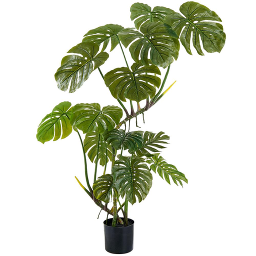 [178829-BB] Monstera Tree 5ft