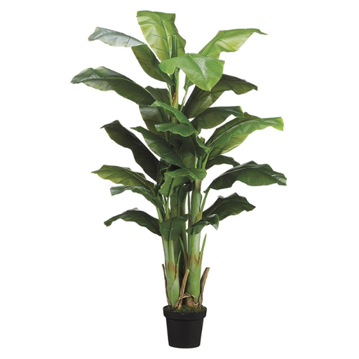 [178830-BB] Banana Tree 5ft